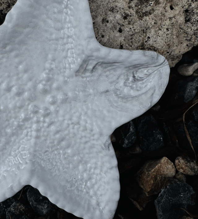 Plateau TRITON